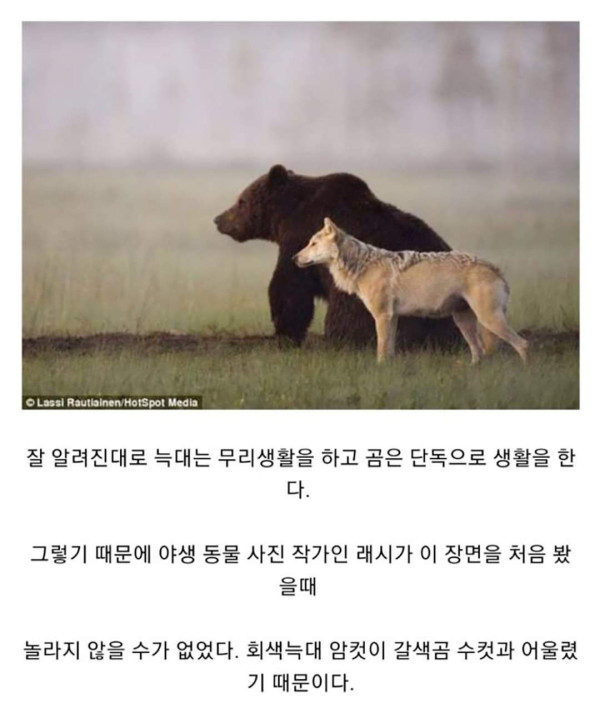 마법같은 곰과 늑대의 우정