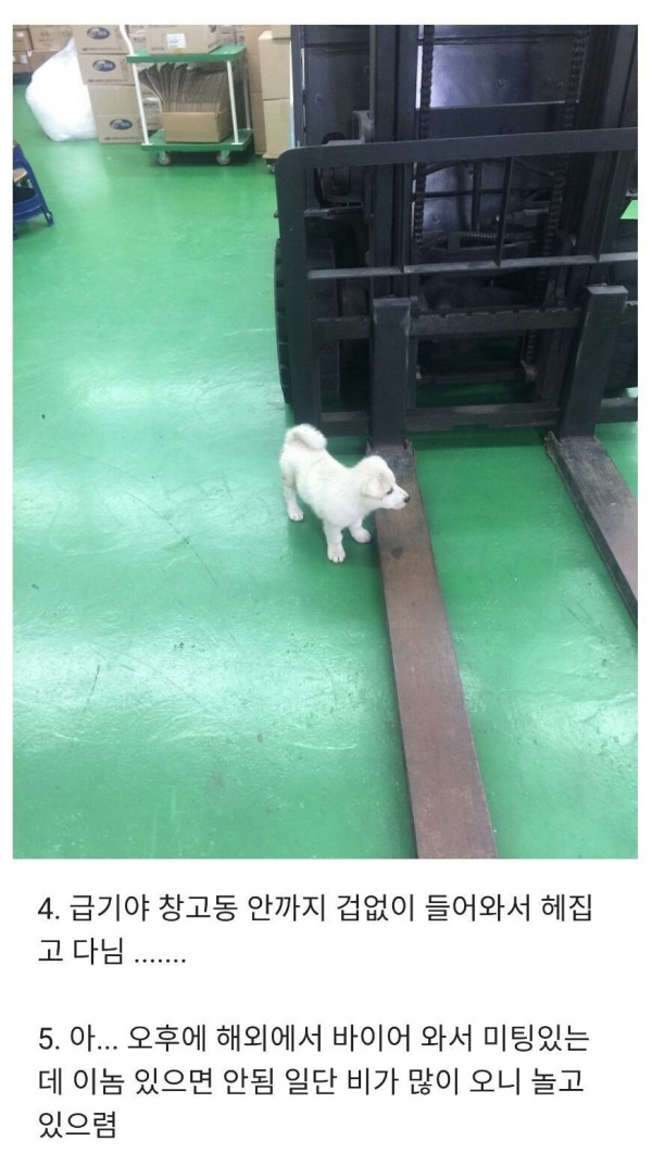 길에서 만난 댕댕이가 회사까지 따라옴