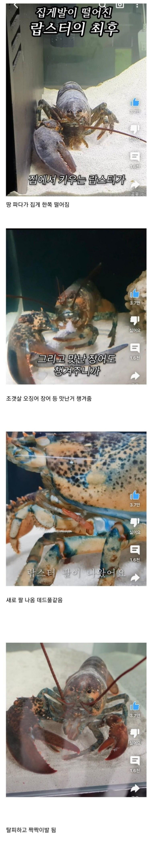 집게발이 떨어진 랍스터