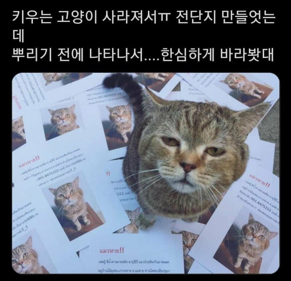 주인이 한심한 고양이